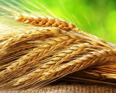 Revisão em alta para as existências mundiais de milho e em baixa para o trigo