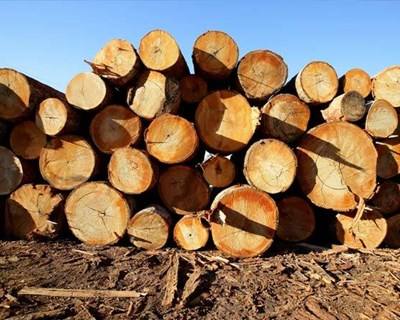 Seminário debateu legislação europeia do comércio da madeira