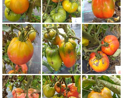 TomaZinco: Produção de tomate biofortificado em zinco
