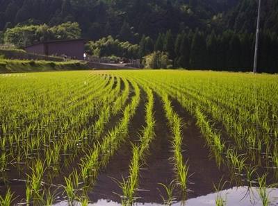 UE: consórcio para produzir Biogás e Biofertilizantes a partir da palha de arroz