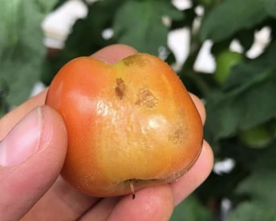 UE implementa medidas de emergência contra o vírus do fruto rugoso castanho do tomateiro