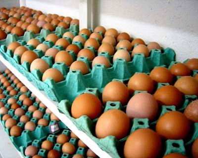 UE pode começar a exportar ovos para os EUA