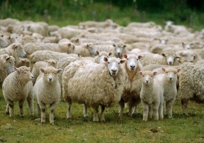 Vendas de carne de ovino da Irlanda crescem na Europa