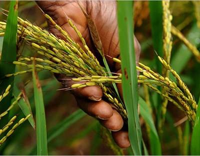 Vietname aumenta cooperação com Angola na produção de arroz e indústria