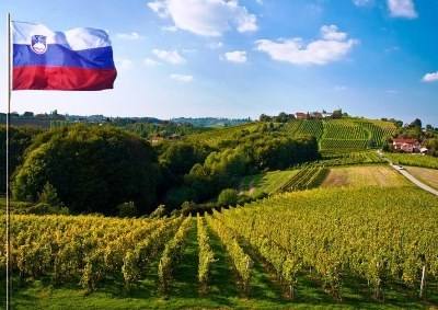 Vinho: Eslovénia quer combinar tradição com as novas tecnologias