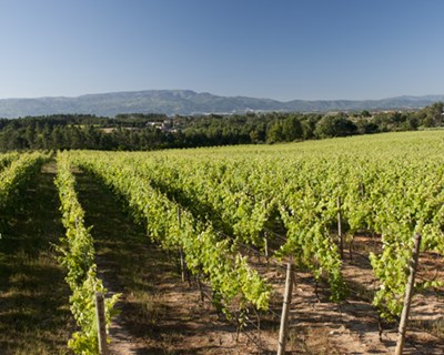 Vinhos do Dão crescem 18,2% e faturam 24,5 milhões de euros em exportações