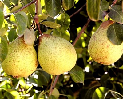 WAPA prevê queda da produção de maçã e pera na UE