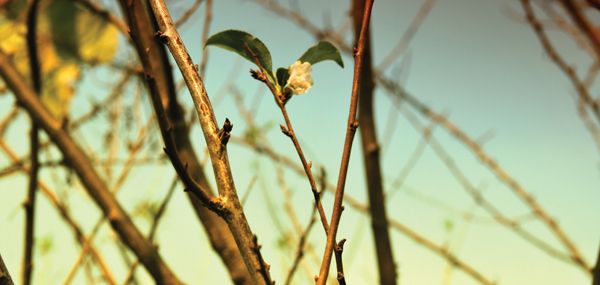 Primavera em Outubro