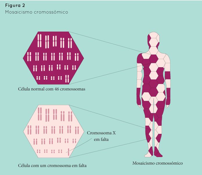 p54 fig2