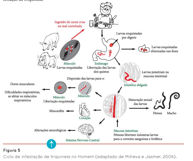 p14 fig5