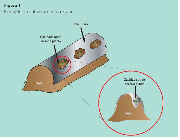 p31 fig1