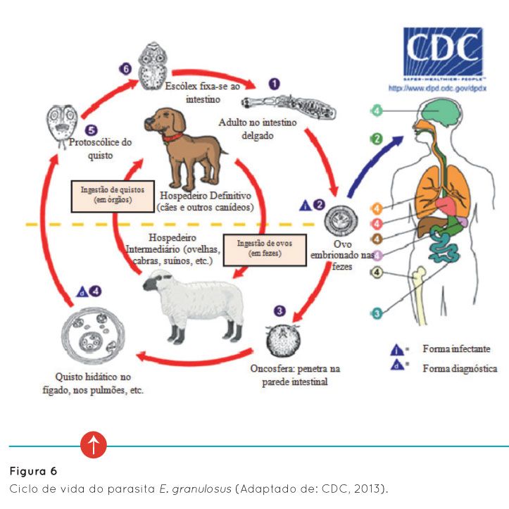 p12 fig6