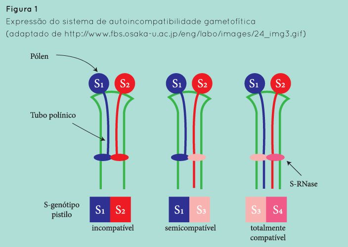 p33 fig1