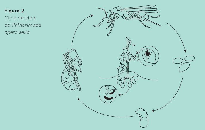 p66 fig2