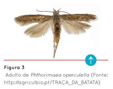 p66 fig3