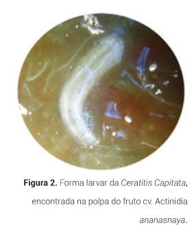 p16 fig2