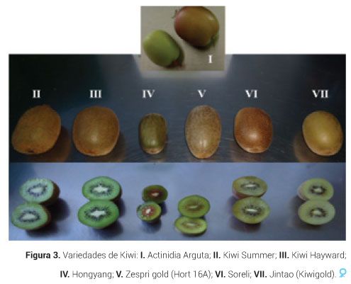 p16 fig3