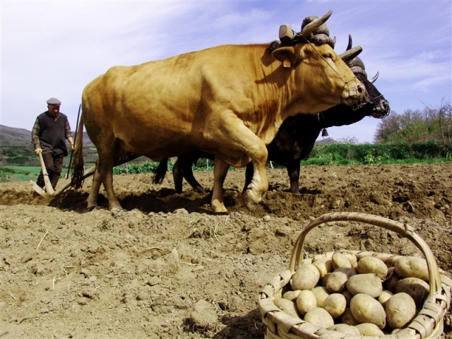 batata montalegre