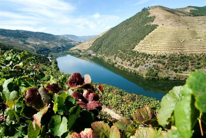 douro vinhateiro