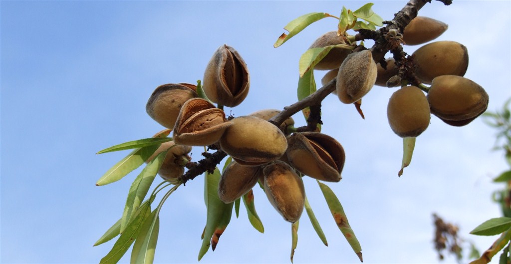 amendoeira