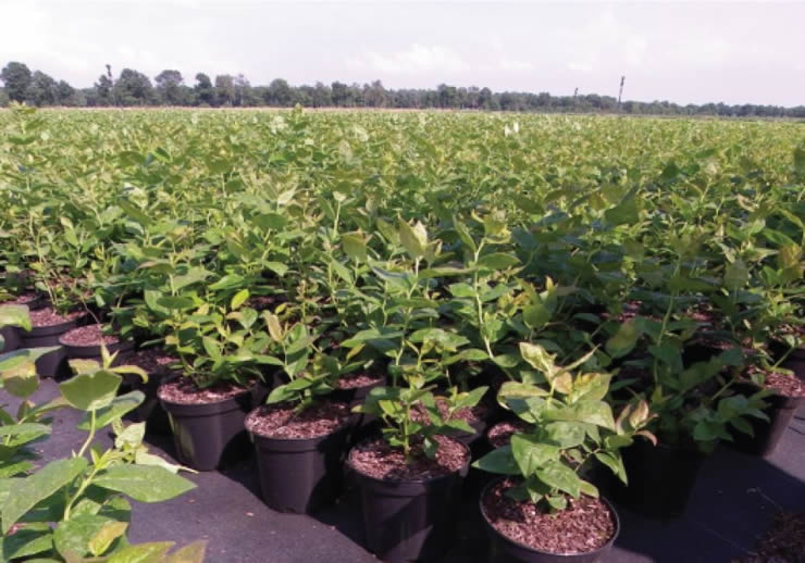 A influência da escolha das plantas de mirtilo na longevidade do pomar A influência da escolha das plantas de mirtilo na longevidade do pomar