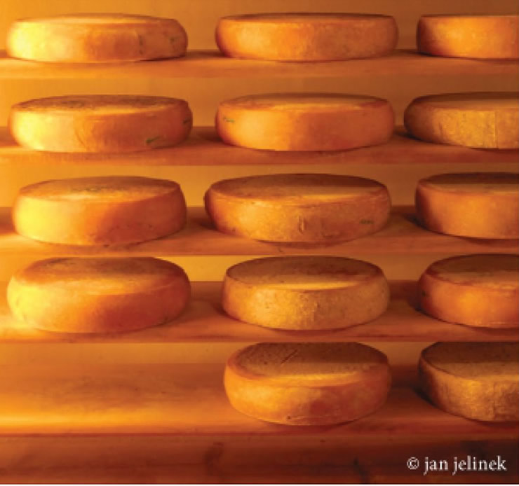 Produção de queijo: origem dos coalhos