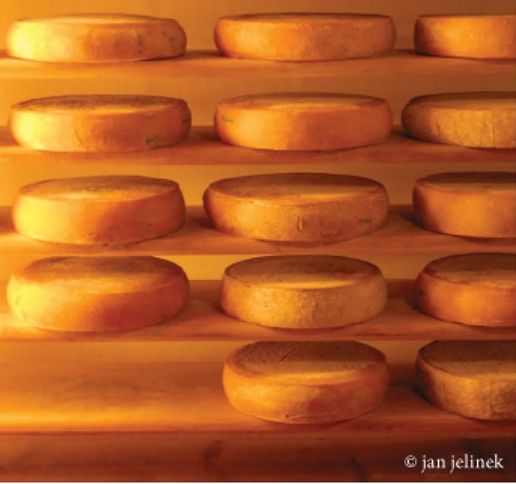 Produção de queijo: origem dos coalhos Produção de queijo: origem dos coalhos