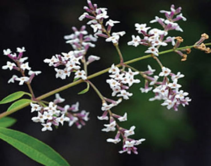 Produtividade da cultura de limonete (Aloysia citriodora Palau) no modo de produção biológica em função de diferentes doses de fertilizantes