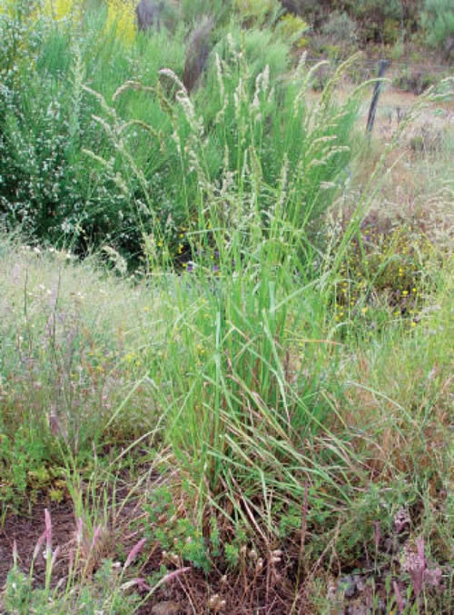 Panasco: Dactylis glomerata (Família: Poaceae