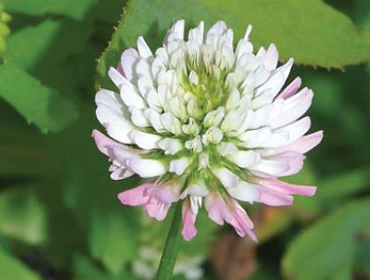 Trevo-balansa: Trifolium michelianum Savi Trevo-balansa: Trifolium michelianum Savi