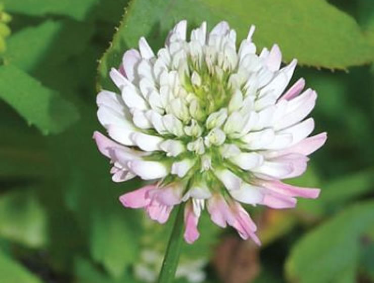 Trevo-balansa: Trifolium michelianum Savi