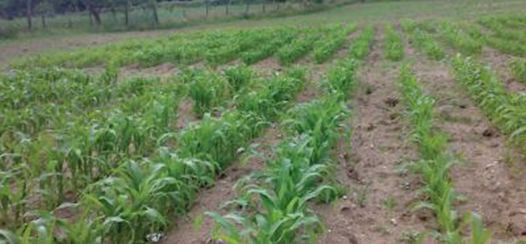 Desempenho de híbridos de milho forrageiro em agricultura biológica
