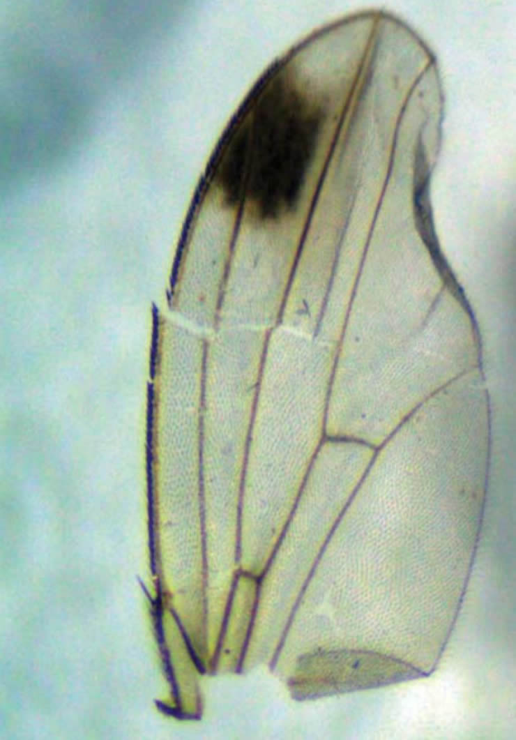 Captura de Drosophila suzukii em armadilhas alimentares Captura de Drosophila suzukii em armadilhas alimentares