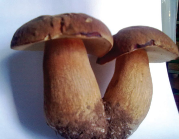 Cogumelos silvestres e a micorrização dos ecossistemas