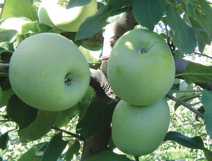 COTHN - Centro Operativo e Tecnológico Hortofrutícola Nacional