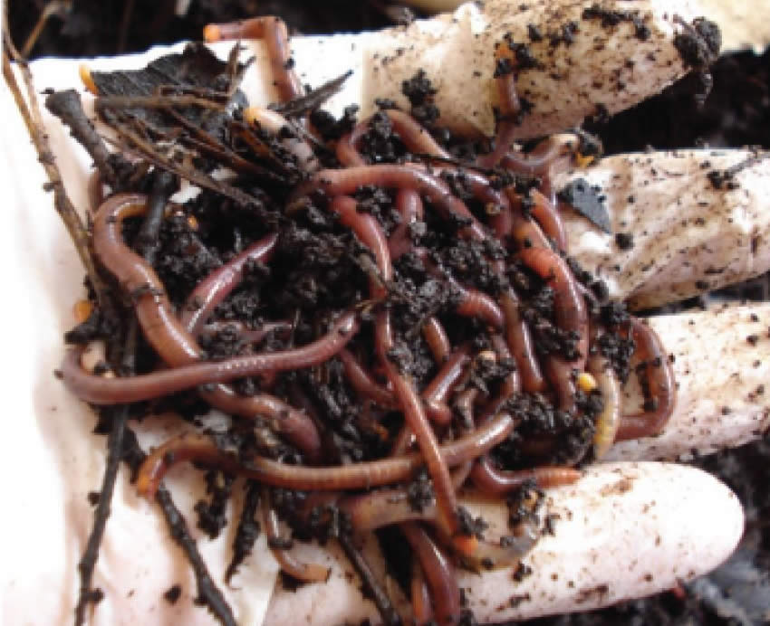 Vermicompostagem: Fertilidade e sustentabilidade para o Espaço Rural Vermicompostagem: Fertilidade e sustentabilidade para o Espaço Rural