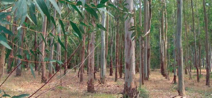 Óleos Essenciais de espécies de Eucalyptus