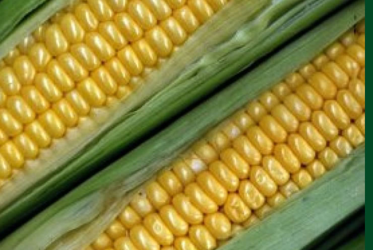 As populações e variedades locais de milho forrageiro num sistema de agricultura sustentável