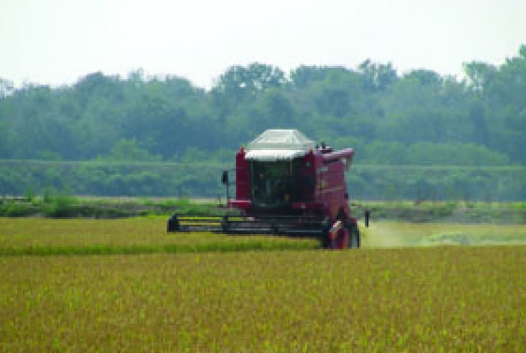 Agricultura e indústria: a fileira do arroz