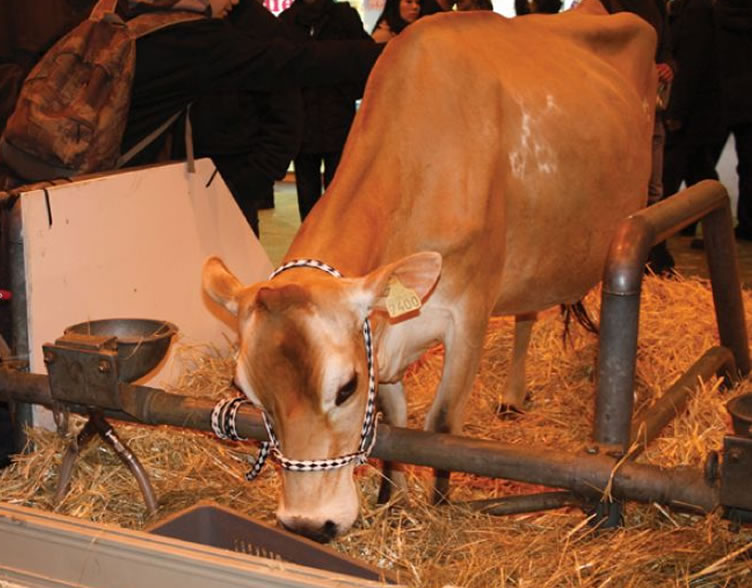 Jersey, uma vaca leiteira especial
