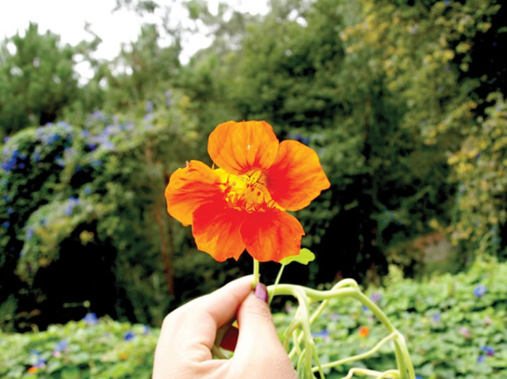 Flores comestíveis Flores comestíveis