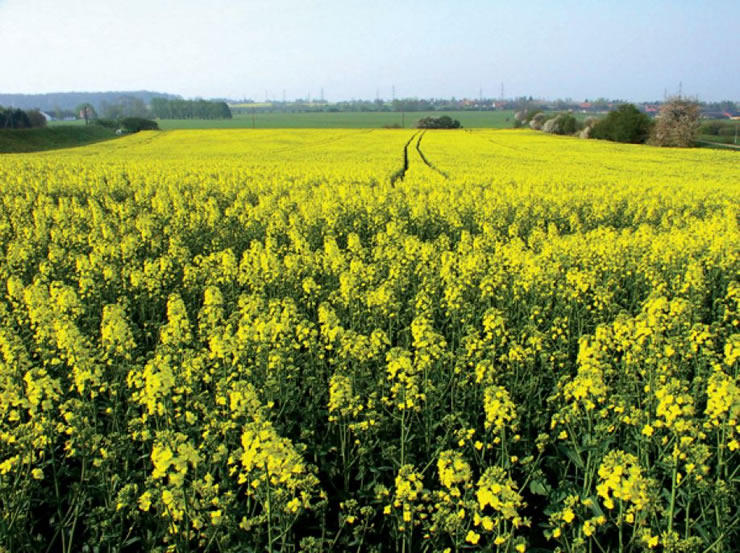 biofumigação biofumigação