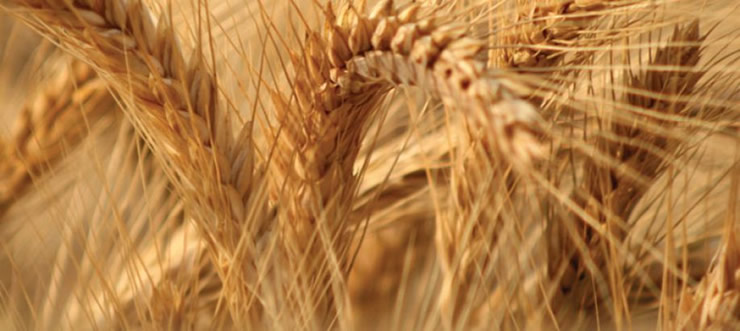 Melhoramento genético de cereais de outono/inverno em Portugal Melhoramento genético de cereais de outono/inverno em Portugal
