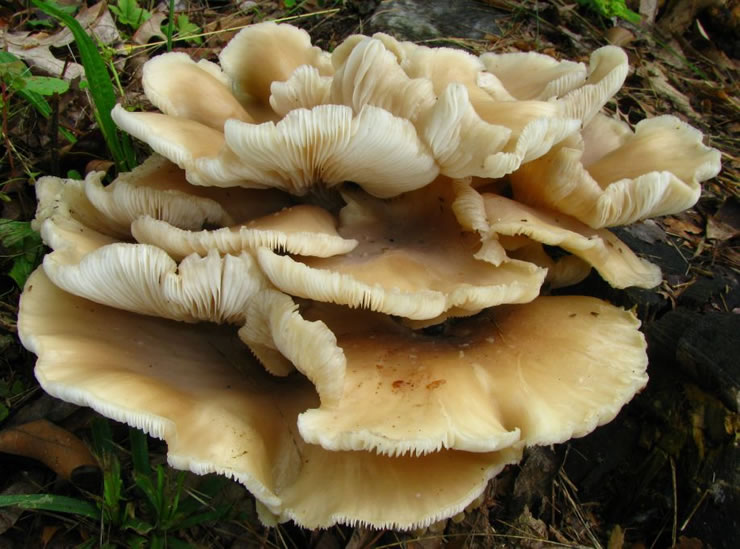 Influência das condições de armazenamento na vida útil de cogumelos pleurotos (Pleurotus ostreatus (Jacq. ex Fr.) P.Kumm.) Influência das condições de armazenamento na vida útil de cogumelos pleurotos (Pleurotus ostreatus (Jacq. ex Fr.) P.Kumm.)