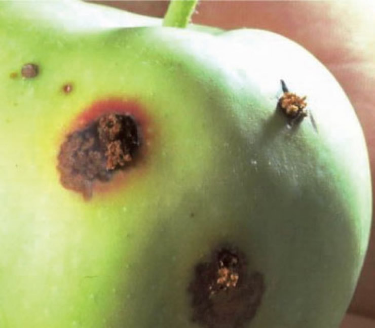Cydia pomonella L.: O Bichado da Fruta Cydia pomonella L.: O Bichado da Fruta