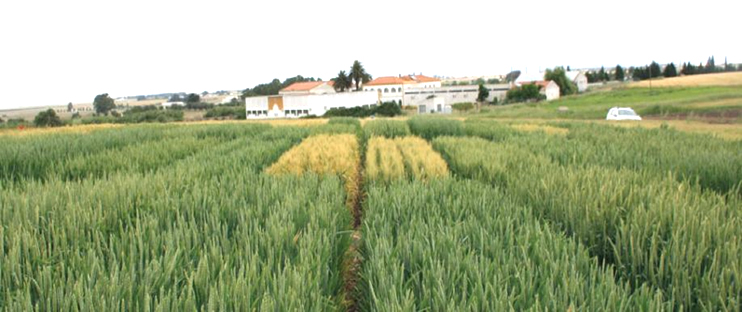 Trigos híbridos em estudo no centro de experimentação agrícola do IPBEJA