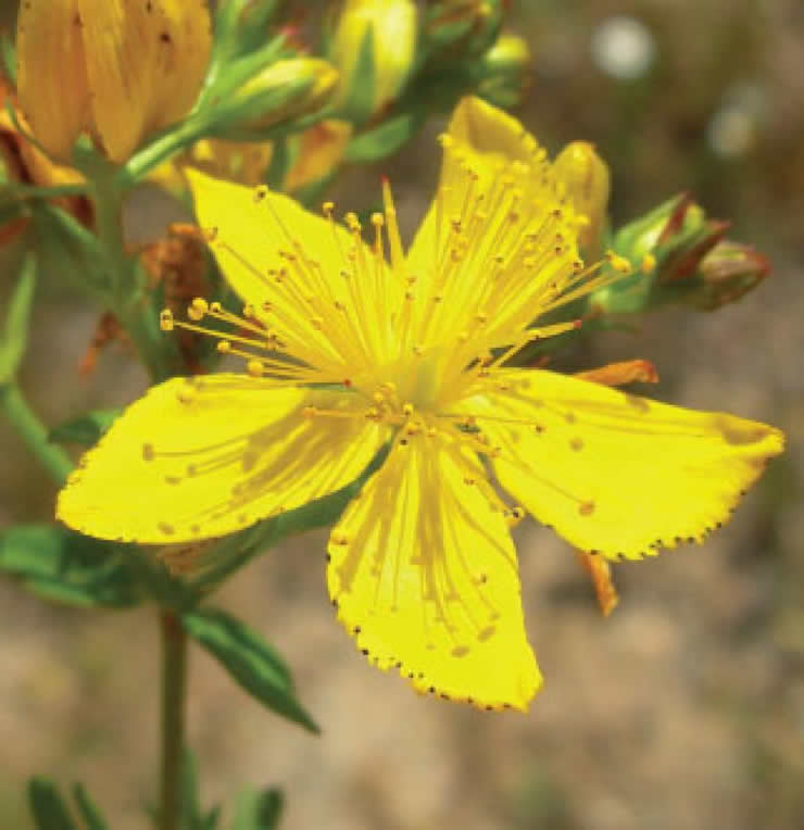 Hypericum perforatum L. Hypericum perforatum L.