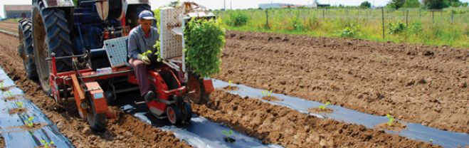 Agricultura Biológica: A união faz a força Agricultura Biológica: A união faz a força
