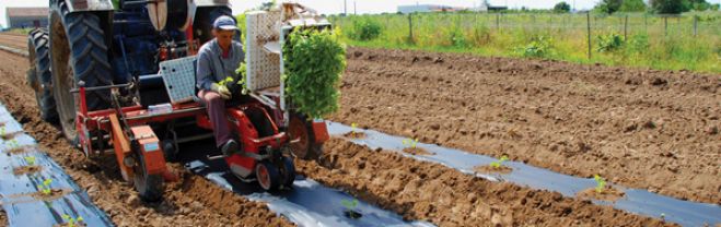 Agricultura Biológica: A união faz a força