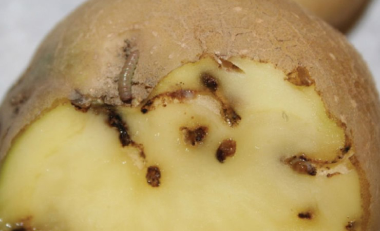 Phthorimaea operculella: A traça da Batata Phthorimaea operculella: A traça da Batata